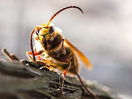 大黃蜂,昆蟲,性質(zhì)