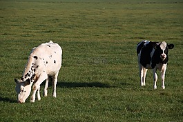 農(nóng)場動物,母牛,瀏覽器