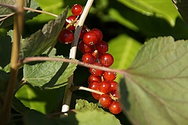 葡萄干,漿果,紅色