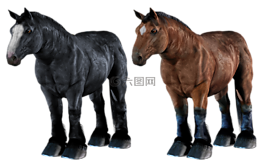 馬,馬匹,草案