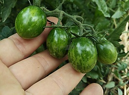 櫻桃,西紅柿,蔬菜