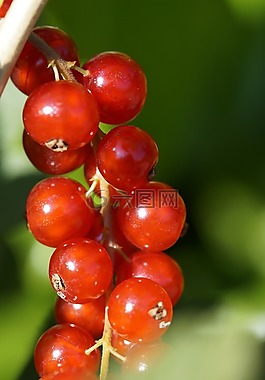 葡萄干,漿果,紅色