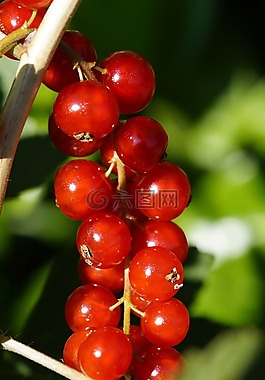 葡萄干,漿果,紅色