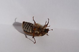 金龜子,甲蟲,躁動不安