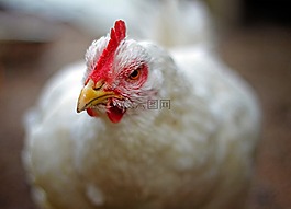 動物,鳥,雞