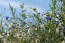 野花,野生花卉,矢車菊