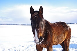 馬,冬天,雪