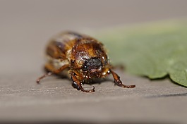金龜子,爬,6 月