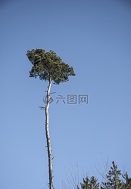 棕櫚樹的北部,松,冬天