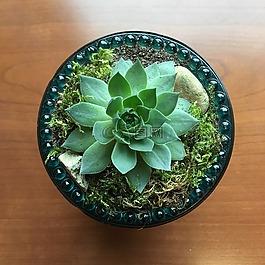 echeveria 纖毛,多汁,擴(kuò)散器