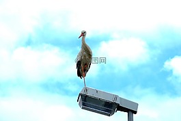 鸛,鳥,鳥類