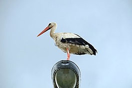 鸛,鳥,動物