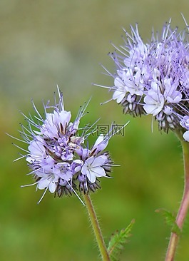 鮮花,指出花,關(guān)閉