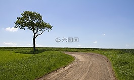 木材,路,自然