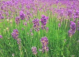 熏衣草,鲜花,紫色