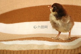 動(dòng)物,雞,小雞