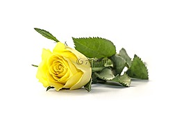 花,玫瑰,黃色