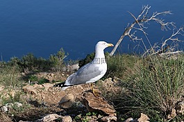 動物,海鷗,鳥