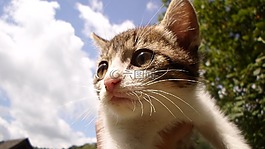 小猫,猫,三个颜色的猫