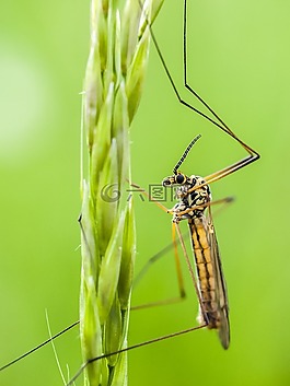 schnake,昆虫,性质