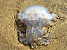 動物,水母,海灘