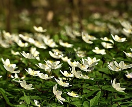 野生?？?森林,?？?nemorosa