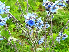 花,藍(lán)色,清新