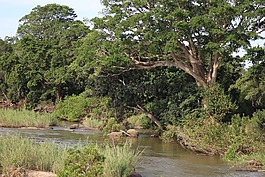 河,野生,自然