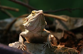 蜥蜴,動(dòng)物,動(dòng)物園