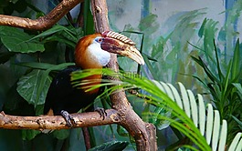 鳥,大嘴鳥,動物園