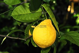 檸檬,水果,維生素