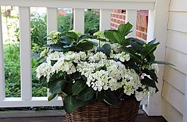 八仙花,陽臺(tái),購物籃