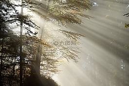 崛起,早上,霧