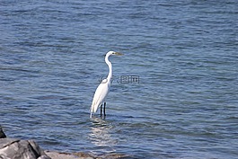 鳥,佛羅里達(dá),野生動物