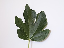 無花果,植物,健康