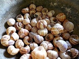 蝸牛,貝殼,動(dòng)物