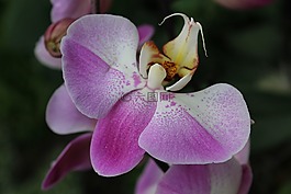 花,蘭花,花瓣