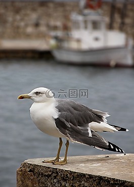 海鷗,端口,鳥
