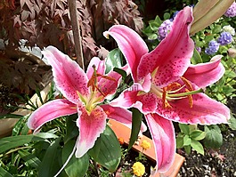 蘭花,花,開花