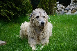愛爾蘭獵狼犬,狗,野生動(dòng)物攝影