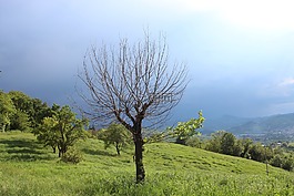 景觀,樹,小山