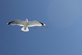 海鷗,天空,藍(lán)色