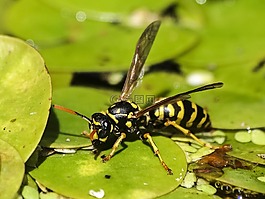 黃蜂,昆蟲,性質(zhì)