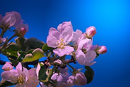 蘋果花,蘋果樹,性質(zhì)