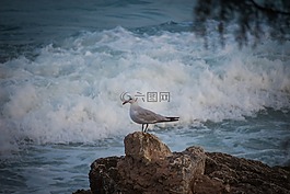 石頭,海,濱