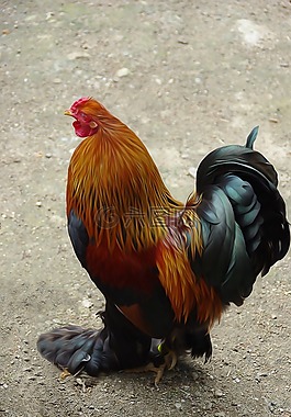 動物,性質(zhì),豐富多彩