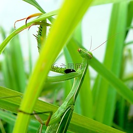 昆虫,螳螂,宗教