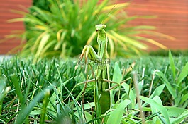螳螂,昆蟲,螳螂菩提樹