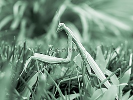 螳螂,昆蟲,螳螂菩提樹