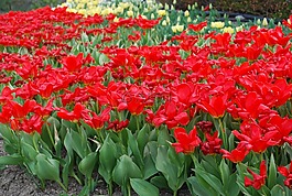 紅色,春,春天